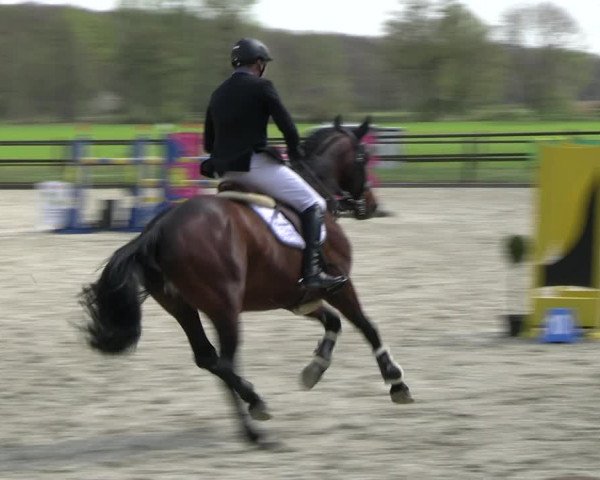 Reitturnier Diepholz 2023