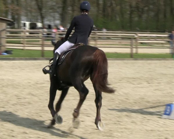 Reitturnier Diepholz 2023