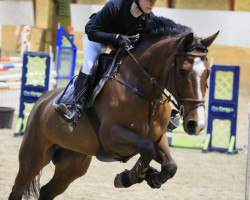 Springpferd Miss Ellie (Dänisches Warmblut, 2008, von Glenlivet Sebioune)