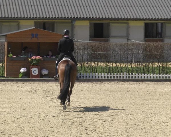 Reitturnier Gerasdorf bei Wien 2023