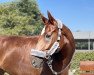 dressage horse Don d'oro (Hanoverian, 2012, from Don Darius)