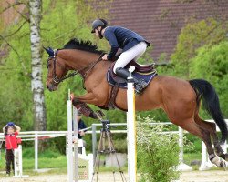 jumper Summertime N (Oldenburg show jumper, 2016, from Stakkato Gold)