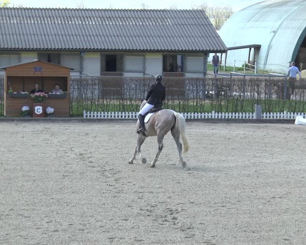 Reitturnier Gerasdorf bei Wien 2023