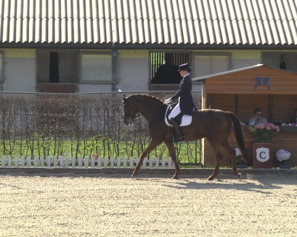 Reitturnier Gerasdorf bei Wien 2023