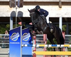 Springpferd Chambina SI (Deutsches Sportpferd, 2018, von Franz Josef)