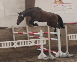 dressage horse Coco Mü (Hannoveraner, 2016, from Coolio)