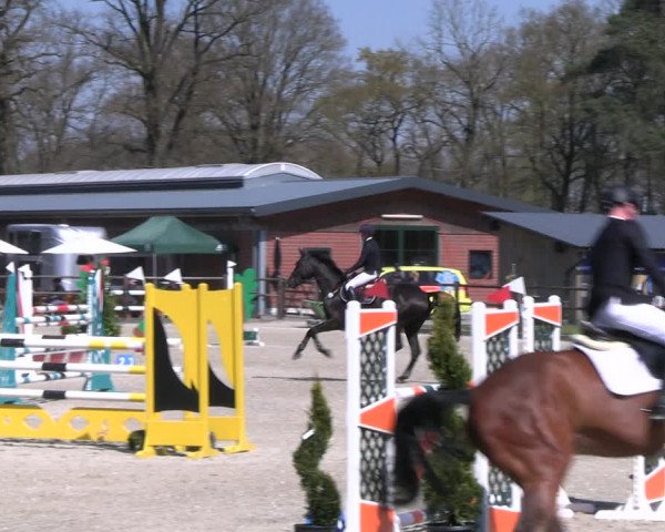 Reitturnier Diepholz 2023