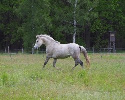 horse Carlotta (polish noble half-breed, 2013, from Carlos DZ)