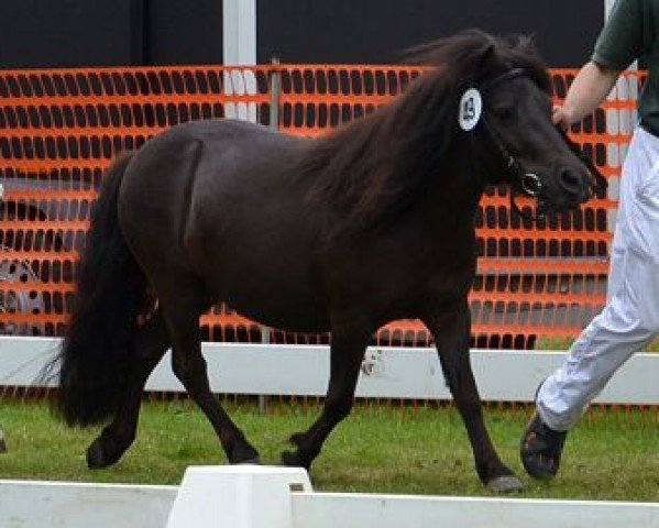 Zuchtstute Löckchen vom Rabenschloss (Dt.Part-bred Shetland Pony, 2012, von Asterix)