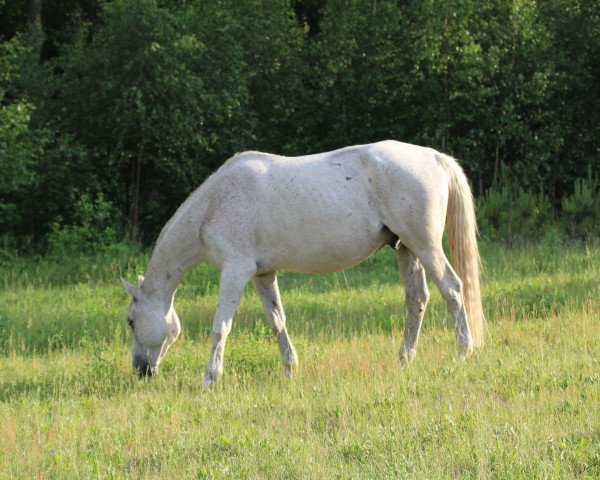 Pferd Renoir K (Trakehner, 1997, von Handryk)