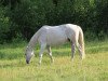 horse Renoir K (Trakehner, 1997, from Handryk)