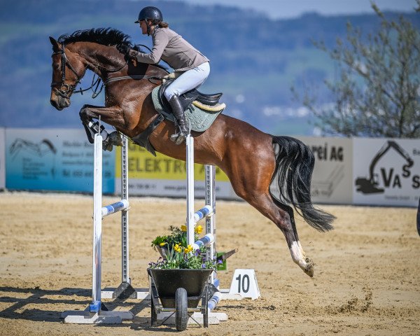 Springpferd Nazerna (Koninklijk Warmbloed Paardenstamboek Nederland (KWPN), 2018, von Global Champion Tn)