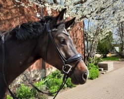 horse Frankincense (Oldenburg, 2017, from Franz Ferdinand)