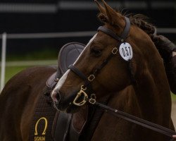 Pferd Bounty (Deutsches Reitpony, 2009, von Top Balino)