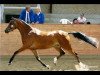 broodmare kooihuster sets (Danish Reitpony, 2005, from De Goede Ree Now or Never)