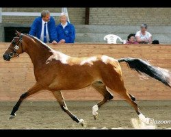 Zuchtstute kooihuster sets (Dänisches Reitpony, 2005, von De Goede Ree Now or Never)