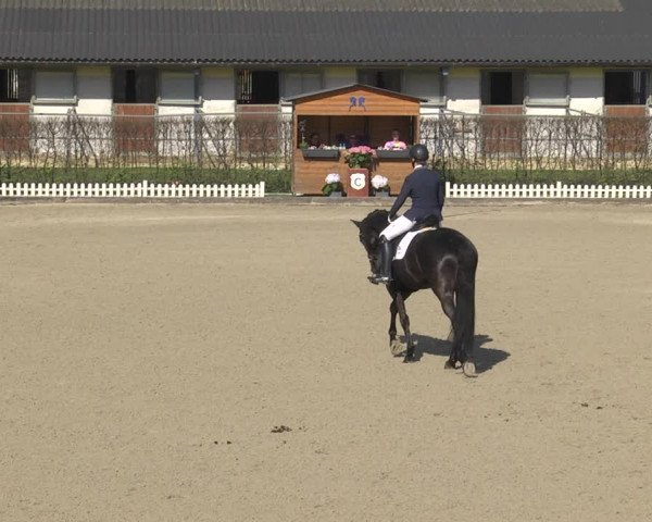 Reitturnier Gerasdorf bei Wien 2023