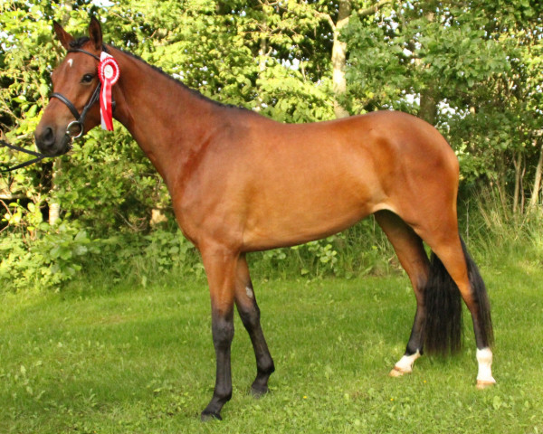 Zuchtstute sønderlund's satana (Dänisches Reitpony, 2010, von Doucan)