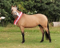 horse Bjerring's Princess (Dänisches Reitpony, 2017, from Diamond Touch NRW)