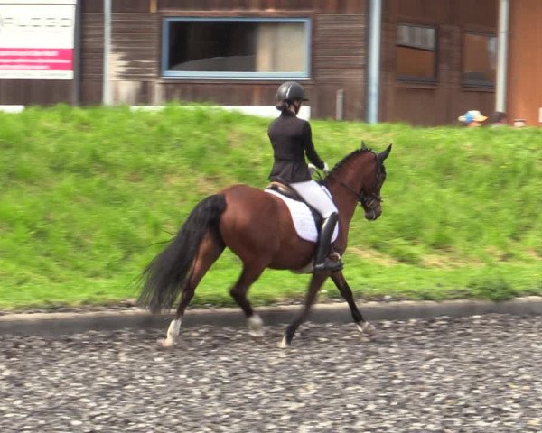 Reitturnier Gerasdorf bei Wien 2023