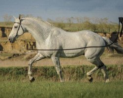 Deckhengst Kumirchan (Russisch Trakehner, 1998, von Chasarchan ( Hasarchan))