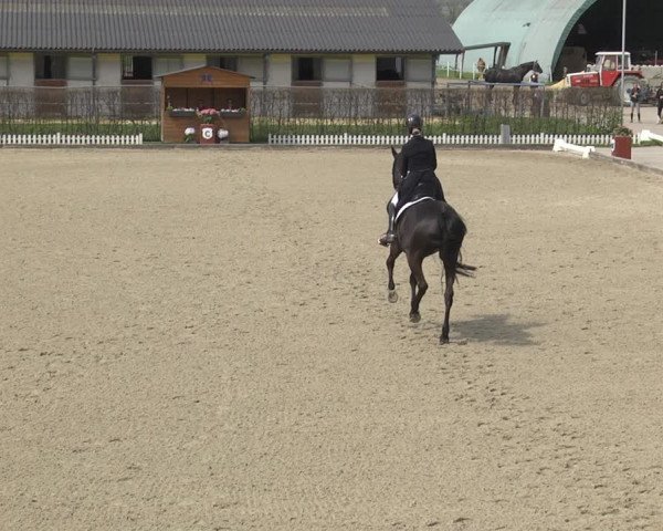 Reitturnier Gerasdorf bei Wien 2023