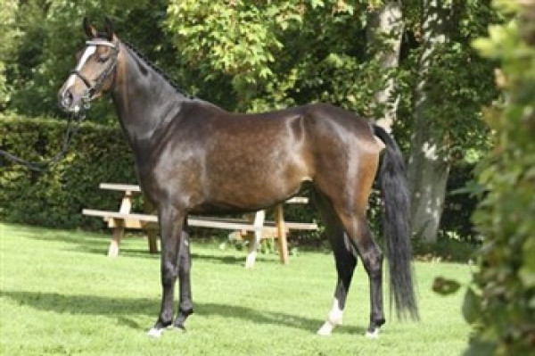 Zuchtstute lykkehøjs anika (Dänisches Reitpony, 2006, von Antario N)