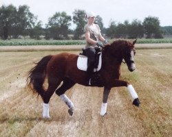 broodmare Sunshine M 2 (Oldenburg, 2008, from Quaterback)