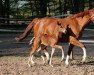 broodmare Elfenliebchen (Oldenburg, 2016, from Bernay)