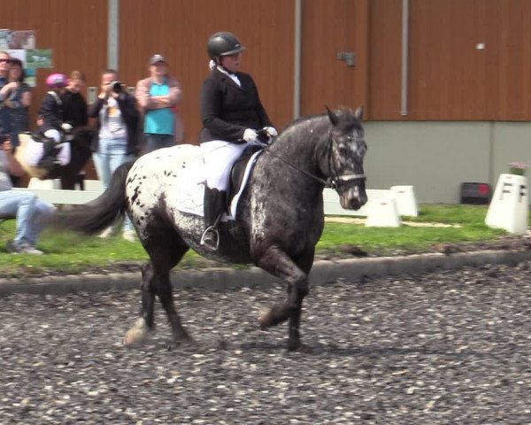 Reitturnier Gerasdorf bei Wien 2023