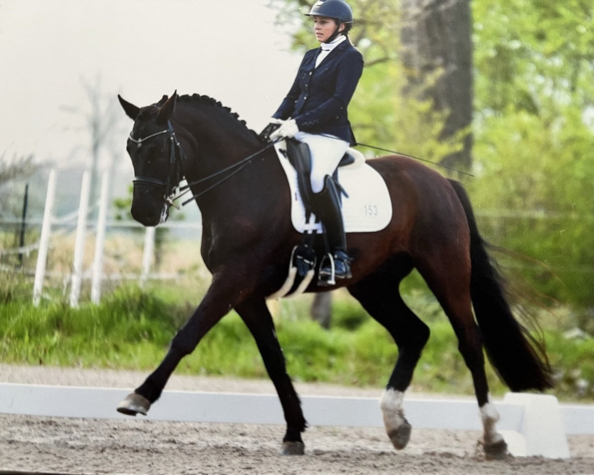 dressage horse Sammy Davis 33 (anglo european sporthorse, 2014, from Rosenprinz D)