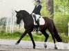 dressage horse Sammy Davis 33 (anglo european sporthorse, 2014, from Rosenprinz D)