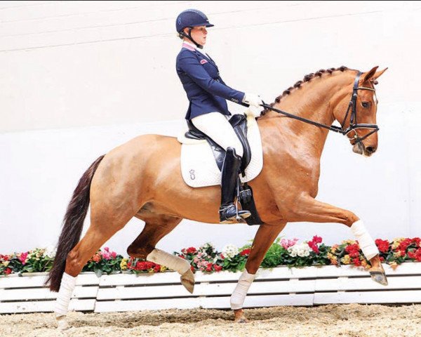 dressage horse Elfenspiel (Oldenburg, 2012, from Bordeaux 28)