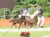 broodmare Lucy (Dt.Part-bred Shetland pony, 2007, from Calipso)