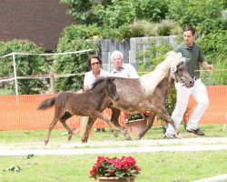 broodmare Lucy (Dt.Part-bred Shetland pony, 2007, from Calipso)