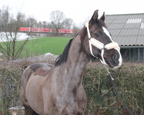 Dressurpferd de Montiano (Oldenburger, 2009, von Daddy Cool)