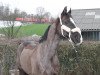 dressage horse de Montiano (Oldenburg, 2009, from Daddy Cool)