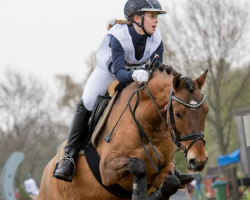 stallion Cookiemeier K (German Riding Pony, 2016, from Kastanienhof Cockney Cracker)