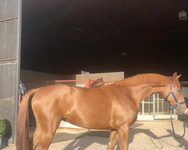 dressage horse Della Ballerina (German Warmblood, 2018, from Destacado FRH)