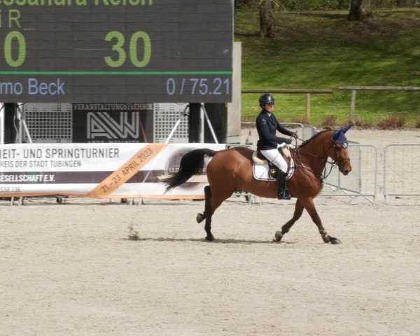 Reitturnier Tübingen 2023
