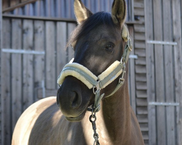 dressage horse Milwa (unknown, 2015)