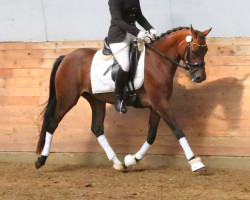 horse Bjerring's Isis (Dänisches Reitpony, 2015, from FS Champion de Luxe)