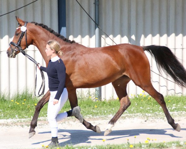 dressage horse Bjerrings Shilow (Danish Reitpony, 2013, from Fs Calimero)