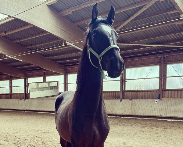 jumper Agathe (German Sport Horse, 2019, from Courtier)