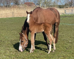 Springpferd Diva To Jump (Oldenburger Springpferd, 2023, von Diablue PS)