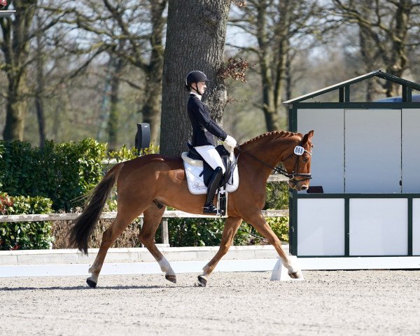 dressage horse Red Diamond Mp (Hanoverian, 2018, from Rubin Royal OLD)