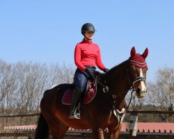 jumper Joyfull DRH (KWPN (Royal Dutch Sporthorse), 2014, from Marius Claudius)