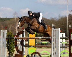 broodmare Balou's Grandessa (Hanoverian, 2009, from Balou du Rouet)