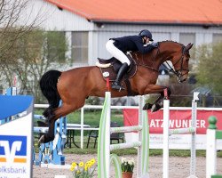 Springpferd Neugschwents Valentino (Zangersheide Reitpferd, 2017, von Vannan)