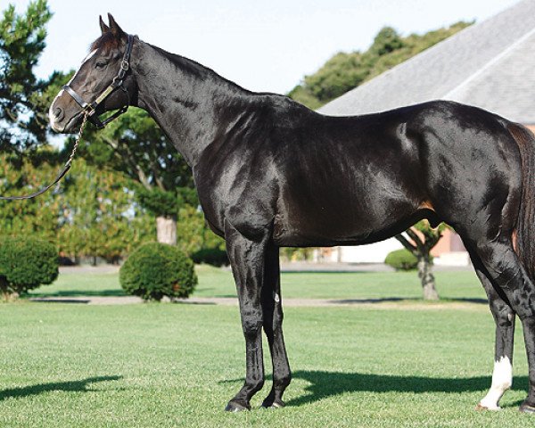 stallion Black Tide xx (Thoroughbred, 2001, from Sunday Silence xx)